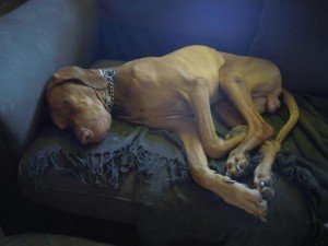 1256522_512028745550075_1273898530_n